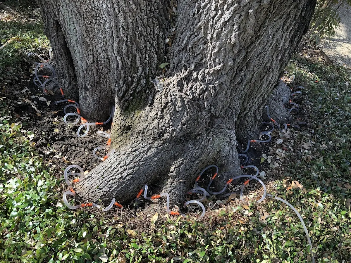 Detailed Tree Cabling and Bracing job site in Elora
